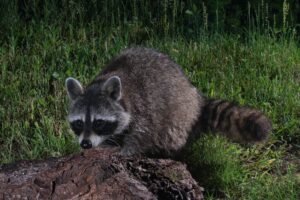 Understanding the Nocturnal Nature of Raccoons: A Detailed Study