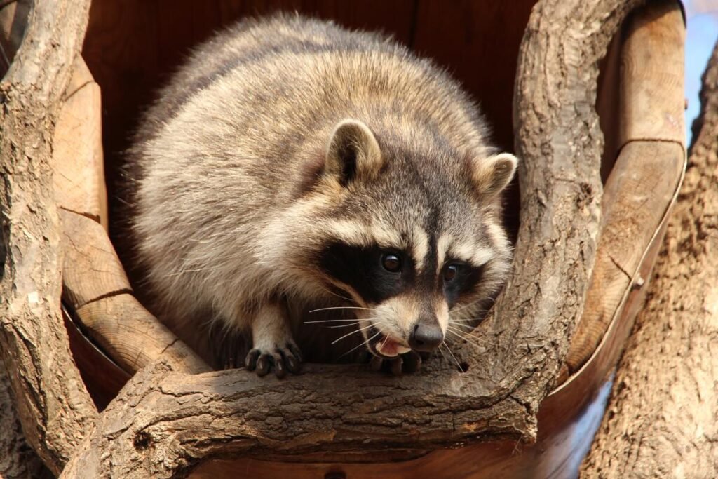 Raccoon Behavior What Their Actions Tell Us 8621